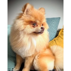 Feeling fabulous, moments with pure love, camera - action