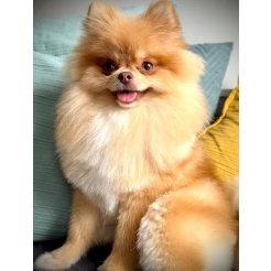 Feeling fabulous, moments with pure love, camera - action